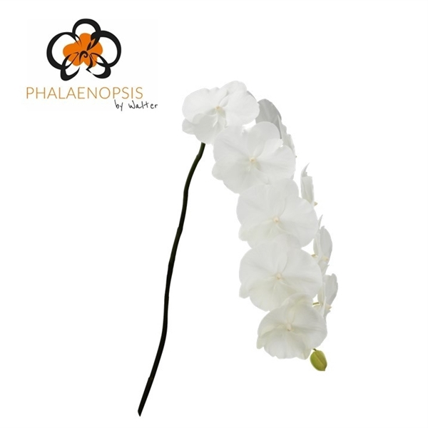 <h4>Phalaenopsis white serenity (per stem)</h4>