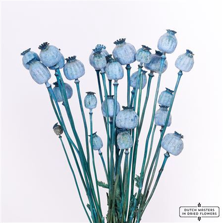 <h4>Dried Papaver X5 Frosted L. Blue Bunch Slv</h4>