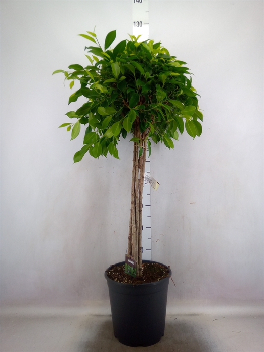 <h4>Ficus microcarpa   ...</h4>