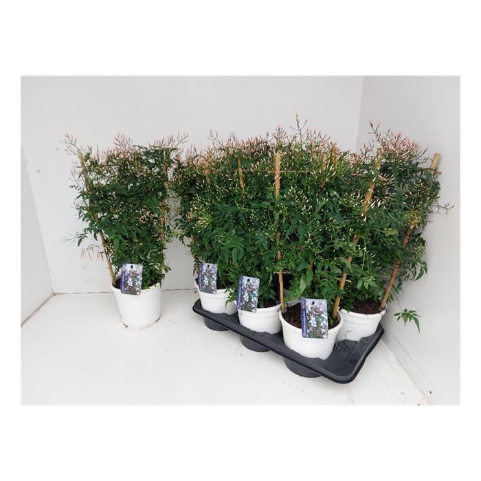 <h4>Jasminum polyanthum 17Ø 60cm 500fl</h4>