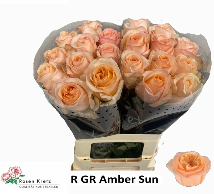 <h4>Rosa gr Amber Sun</h4>