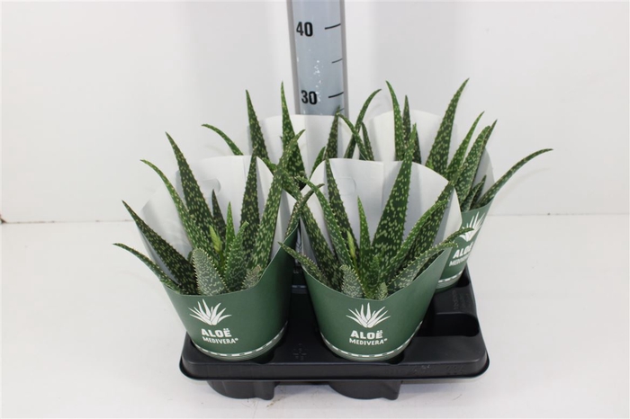 <h4>Aloe Medivera Tropical P14</h4>