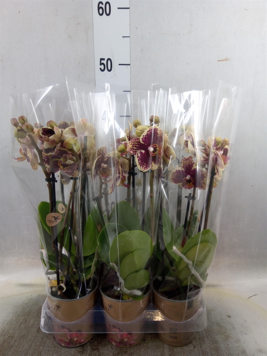 <h4>Phalaenopsis multi. 'FC Streetwise'</h4>