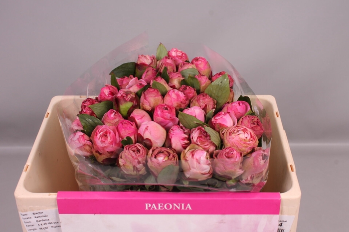 <h4>Paeonia Gardenia | Heavy Quality</h4>