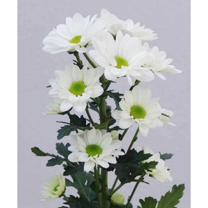 Chrysanthemum spray bacardi blanca