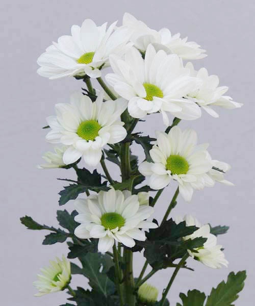 Chrysanthemum spray bacardi blanca ARAÑA