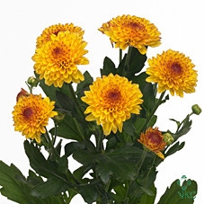 Chrysanthemum monoflor lollipop amarilla