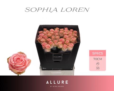 <h4>Rosa la sophia loren allure</h4>
