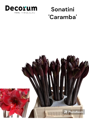 <h4>Sonatini Caramba (dark Red) 995</h4>