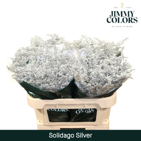 <h4>Solidago paint silver</h4>