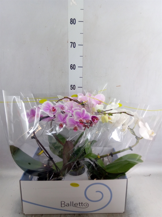 <h4>Phalaenopsis   ...mix  3</h4>