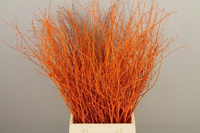 Betula paint orange