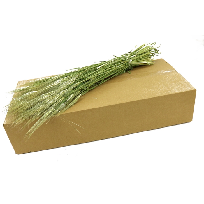 <h4>Dried flowers Barley 50cm (box)</h4>