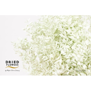 Dried bleached ruscus mint green
