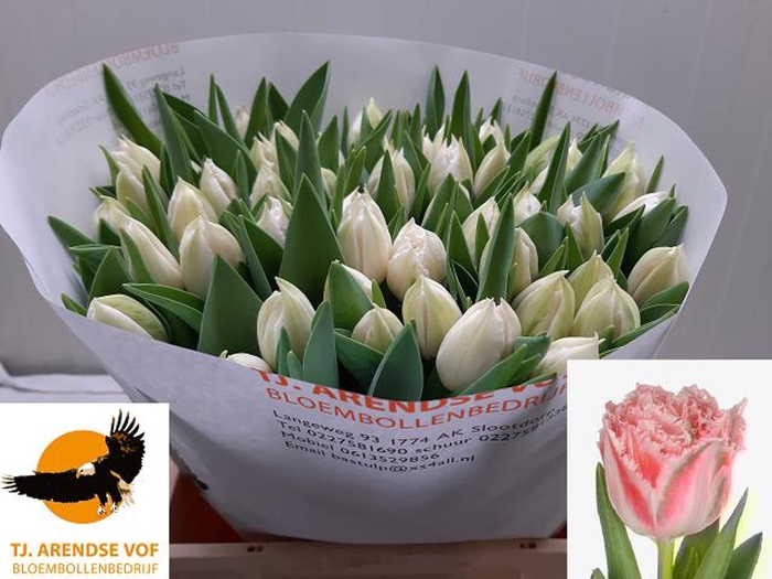 <h4>Tulipa (Fri. Ranomi</h4>