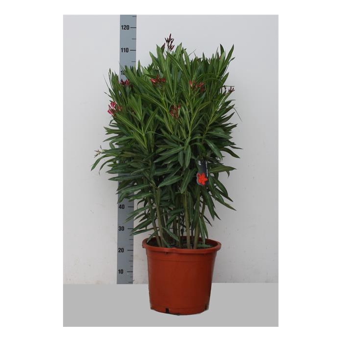 <h4>Nerium Oleander 30Ø 100cm</h4>