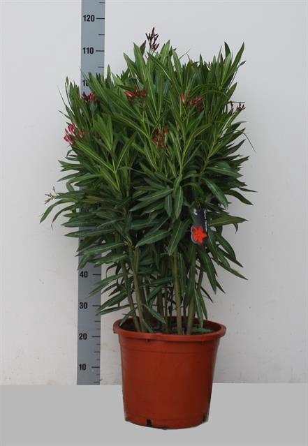 Nerium Oleander 30Ø 100cm