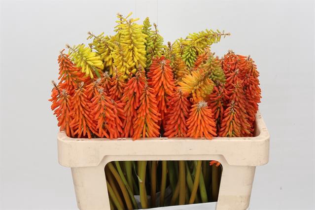 <h4>Kniphofia mix in bucket</h4>