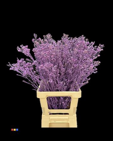 <h4>Waxflower Purple</h4>