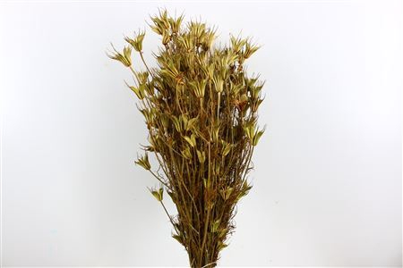 <h4>Dried Nigella Orientalis Natural Bunch</h4>