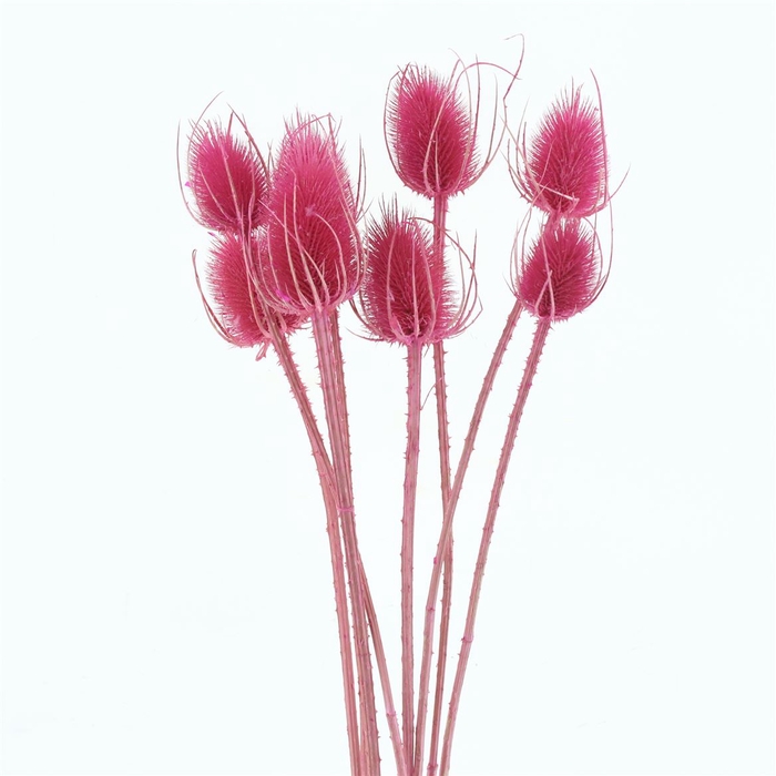 Dried Echinops Bleached Cerise (8st P Bunch)