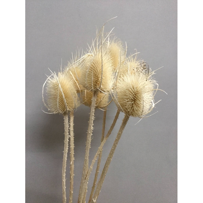 <h4>DRIED FLOWERS - CHARDON BLEACHED</h4>