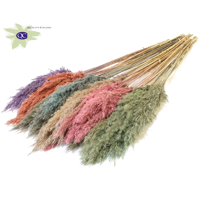 <h4>Pampas Grass 60cm 10stems per bunch Mixed colours Frosted</h4>