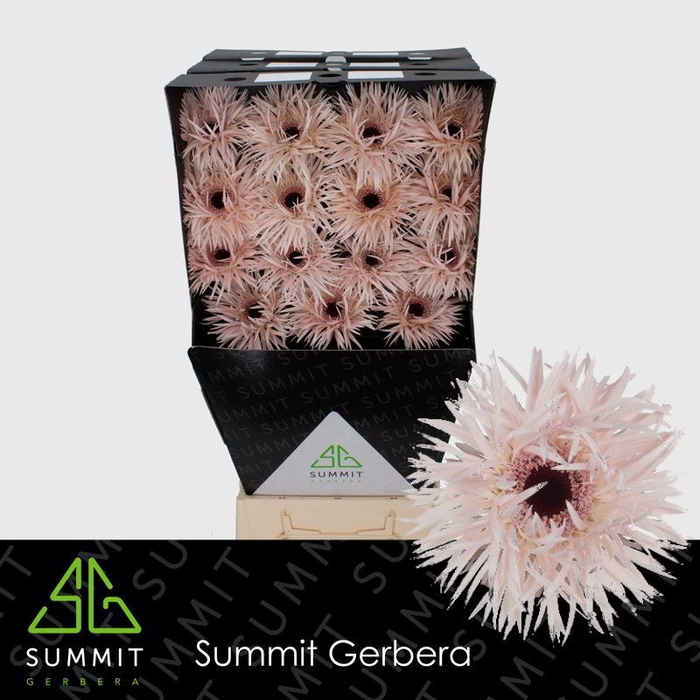 Gerbera Spider Cream Springs Diamond