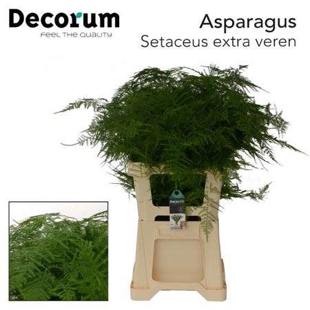<h4>Asparagus Setaceus 65cm</h4>