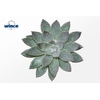 Echeveria Agavoides Glitter Pearl Cutflower Wincx-14cm