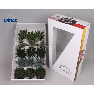 Aloe Mix (wincx) Cutflower Wincx-10cm