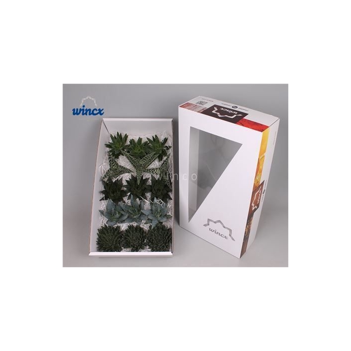 <h4>Aloe Mix (wincx) Cutflower Wincx-10cm</h4>