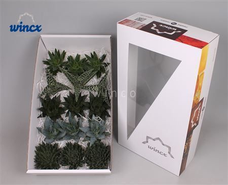Aloe Mix (wincx) Cutflower Wincx-10cm