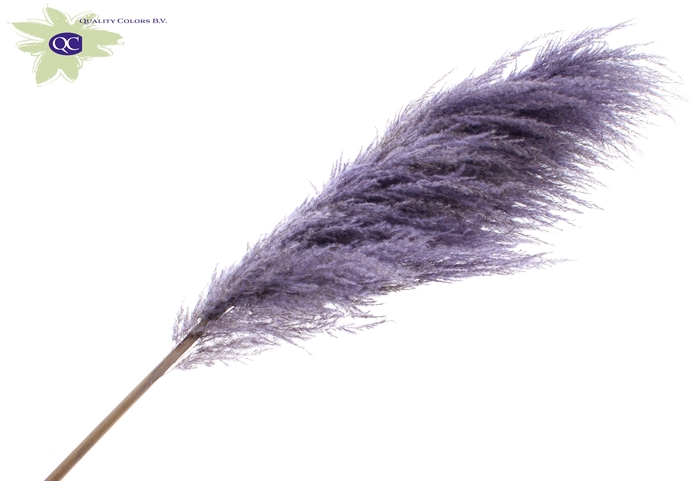 <h4>Pampas grass ± 175cm p/pc in poly milka</h4>