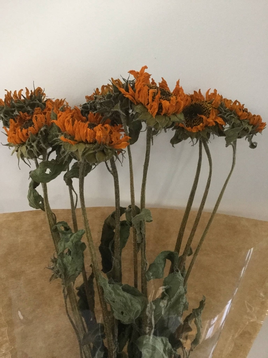 DRIED FLOWERS - HELIANTHUS SONJA 10PCS
