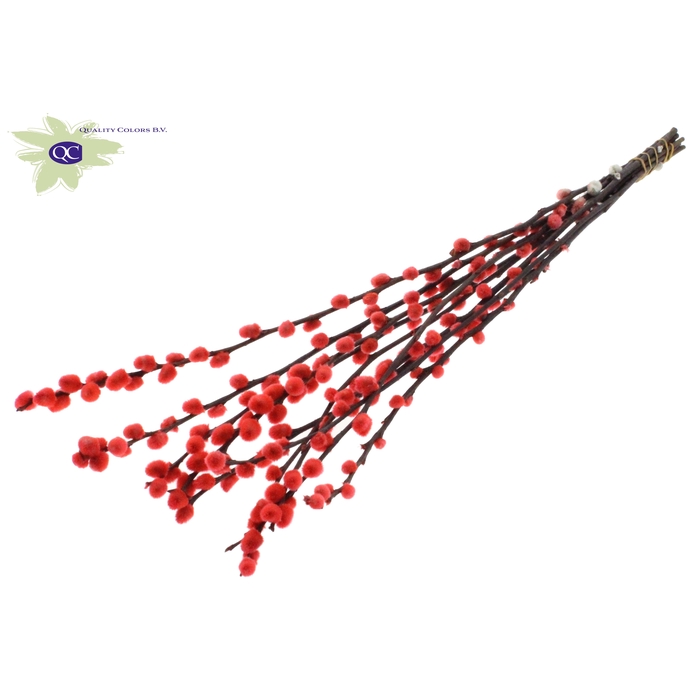 <h4>Pussy Willow 60cm Coral</h4>