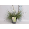 vaste planten 19 cm  Pennisetum Hameln