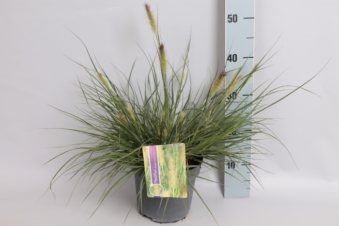 vaste planten 19 cm  Pennisetum Hameln