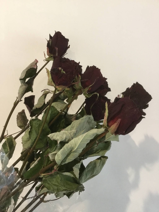 DRIED FLOWERS - ROSES DARKRED 10PCS