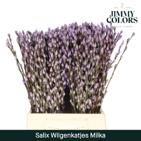 <h4>Salix paint pussy willow milka</h4>