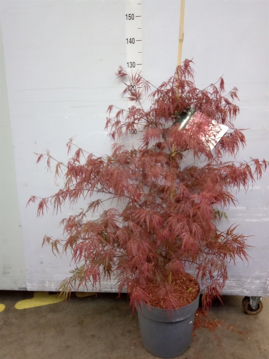 Acer palmatum 'Garnet'
