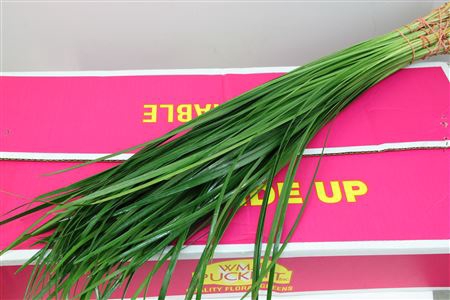 <h4>/LILLY GRASS LARGE</h4>