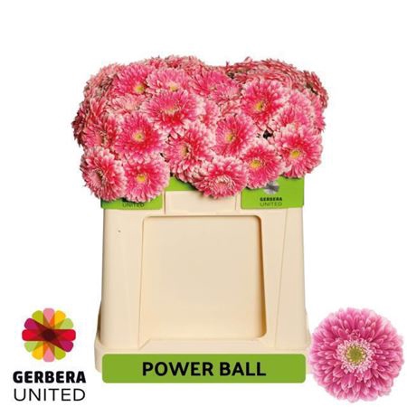 <h4>Ge Gr Pom Power Ball</h4>