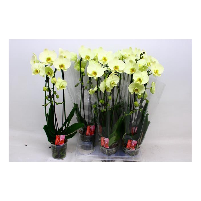 <h4>Phalaenopsis Elegans Cascade 12Ø 45cm 2st 16fl</h4>