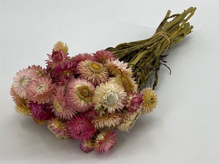 DRIED FLOWERS - HELICHRYSUM NATURAL PINK