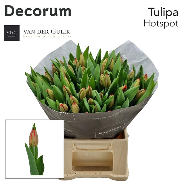 <h4>Tulipa si hotspot</h4>
