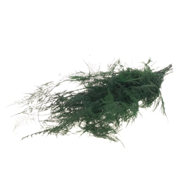Asparagus preserved moss green