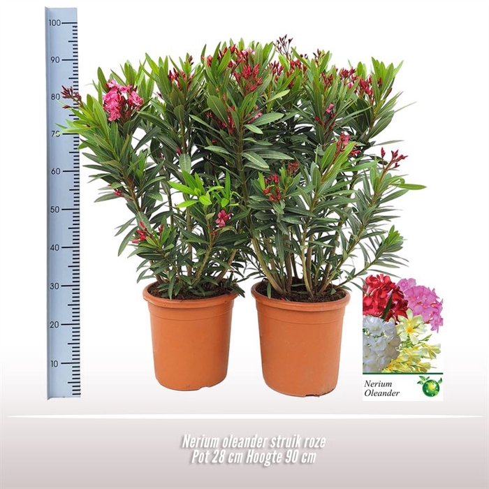 <h4>Nerium oleander struik roze</h4>