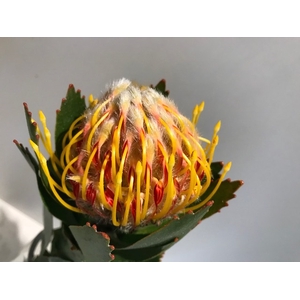 Leucospermum Veldfire