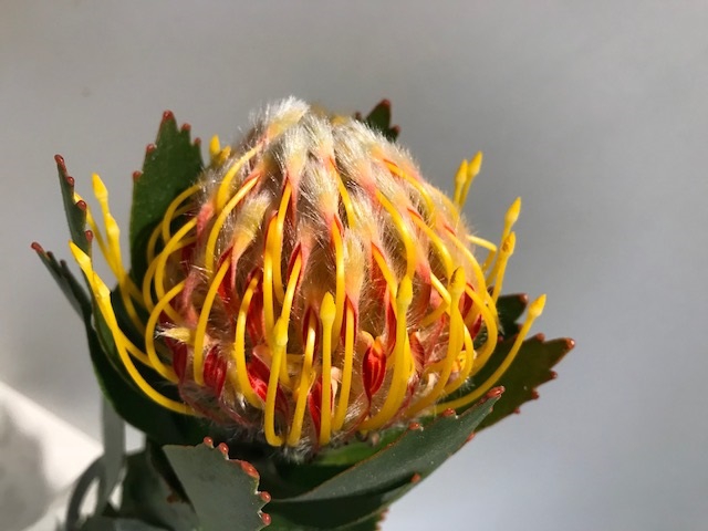 Leucospermum Veldfire
